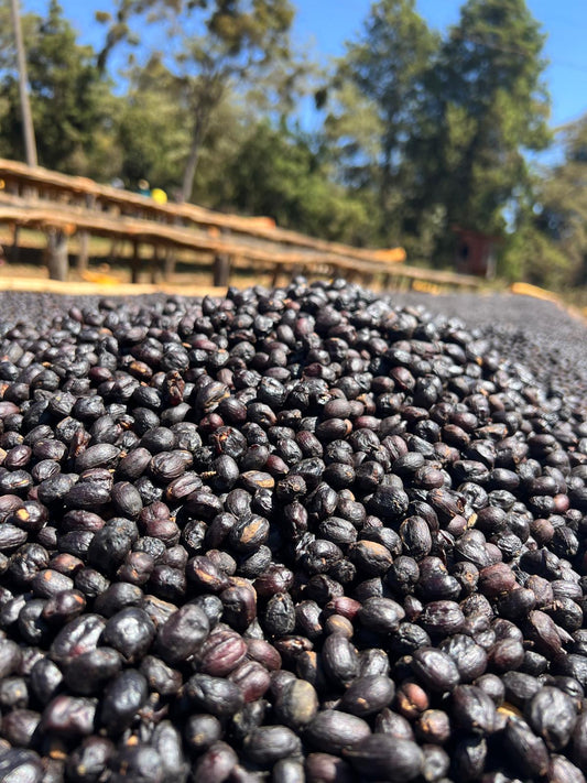 Decaf - Entkoffeinierter Kaffee