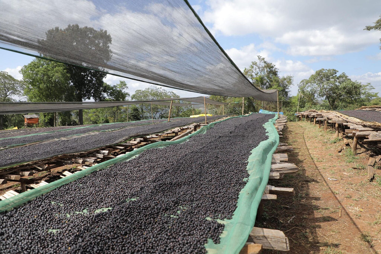 Decaf - Entkoffeinierter Kaffee