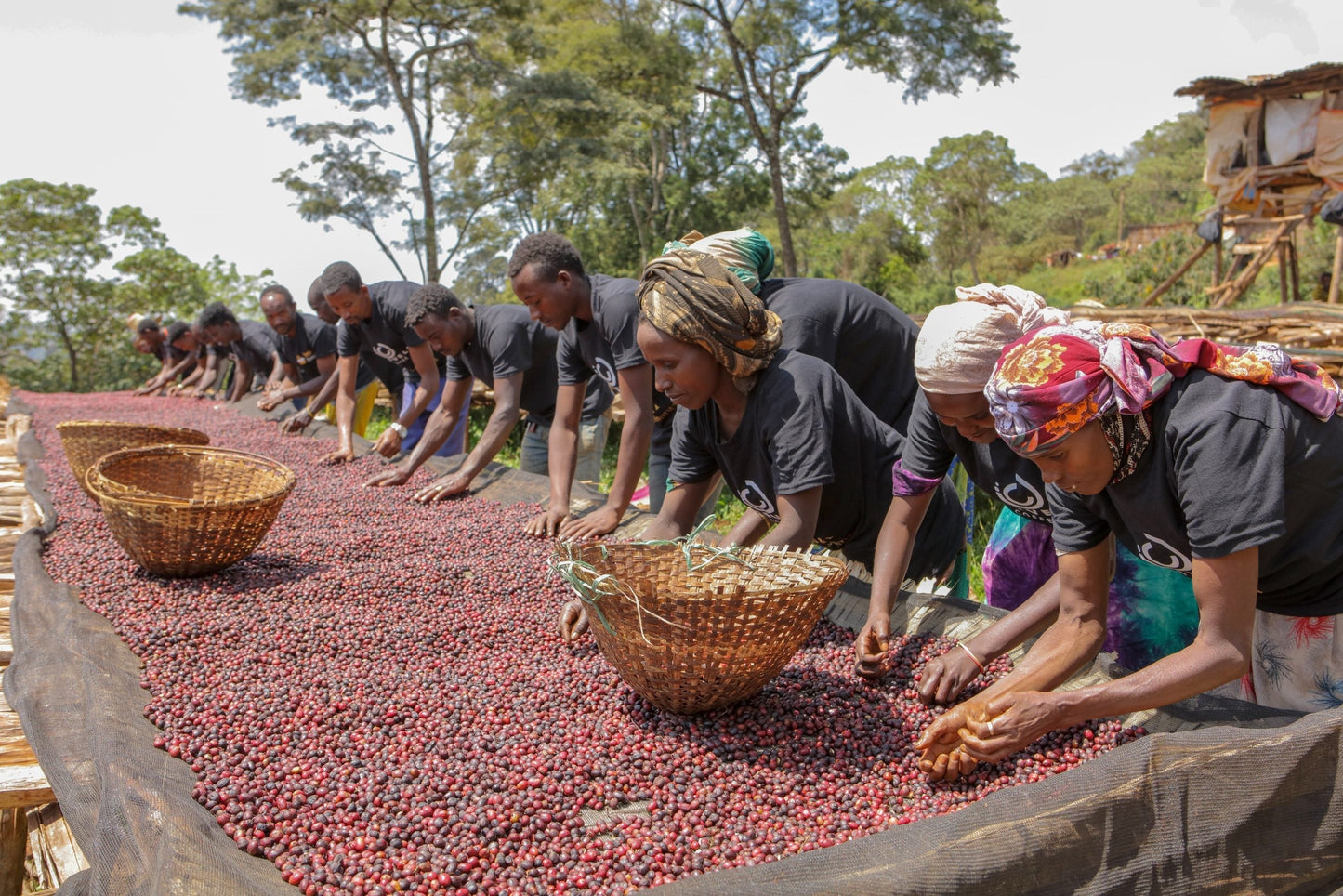 Decaf - Entkoffeinierter Kaffee